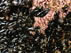 Cucumaria pseudocurata