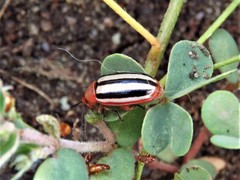 Disonycha leptolineata