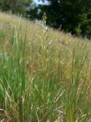 Agrostis pallens