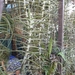 Tillandsia diaguitensis - Photo (c) Cheongweei Gan, some rights reserved (CC BY-NC), uploaded by Cheongweei Gan