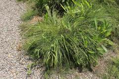 Carex augustinowiczii