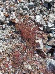 Scribneria bolanderi