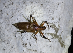 Hexacentrus fuscipes