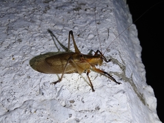 Hexacentrus fuscipes