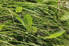 Carex augustinowiczii