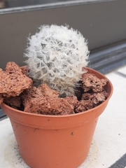 Mammillaria plumosa