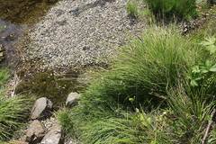Carex augustinowiczii