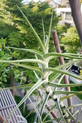 Tillandsia diaguitensis