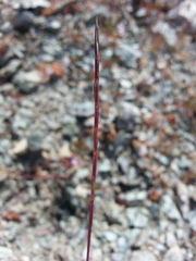 Scribneria bolanderi