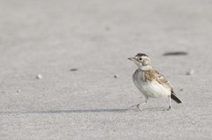 Eremophila alpestris