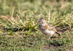 Eremophila alpestris