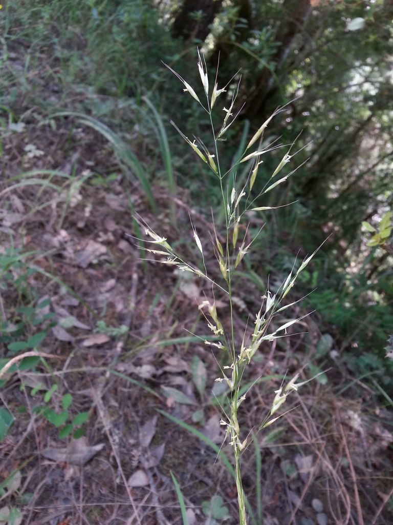tall-trisetum-graphephorum-canescens-botanical-realm