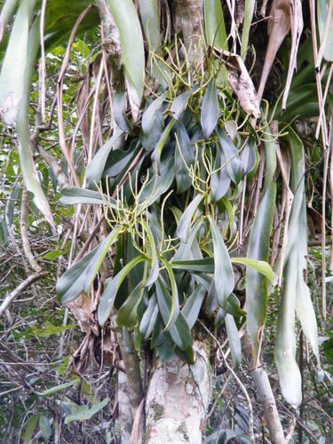 Jackie's saddle (Peperomia amplexicaulis)