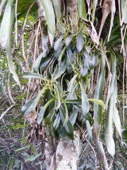 Peperomia amplexicaulis