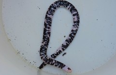 Amphisbaena fuliginosa