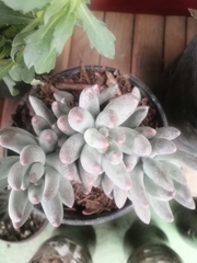 Pachyphytum