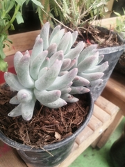 Pachyphytum