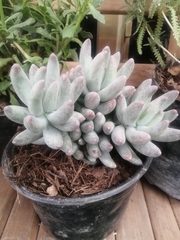 Pachyphytum