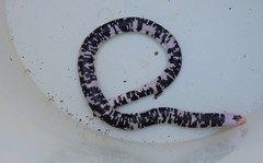 Amphisbaena fuliginosa