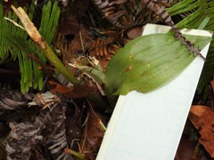 Eulophia cernua
