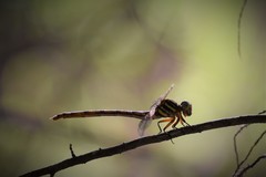 Aphylla angustifolia