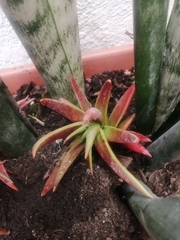 Sansevieria