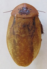 Archimandrita marmorata