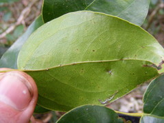 Hyperbaena prioriana