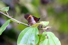 Acraea poggei