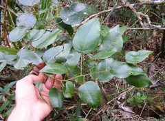 Hyperbaena prioriana