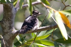 Dryobates pubescens turati