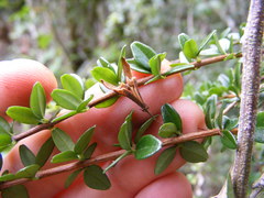 Oplonia armata