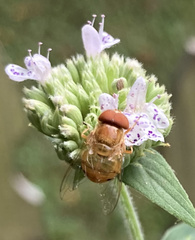 Copestylum sexmaculatum