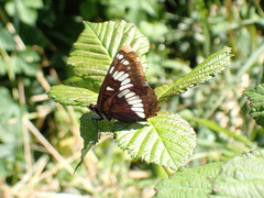 Limenitis lorquini ilgae