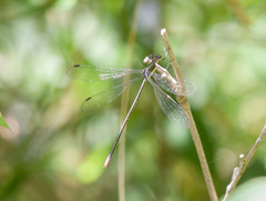 Lestes vigilax
