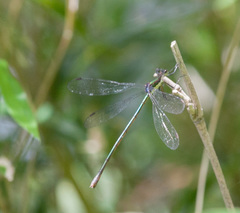 Lestes vigilax