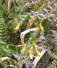 Lisianthius longifolius