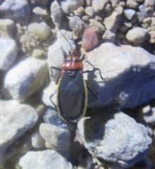 Rhiginia cinctiventris