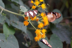 Amauris albimaculata