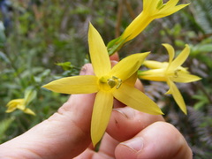 Lisianthius longifolius