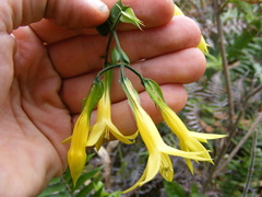 Lisianthius longifolius