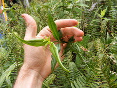 Lisianthius longifolius