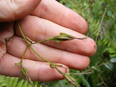 Lisianthius longifolius