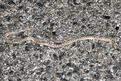 Arizona elegans
