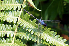 Trithemis stictica