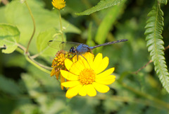 Trithemis stictica