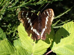 Limenitis lorquini ilgae