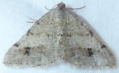 Digrammia denticulata