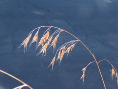 Bromus secalinus
