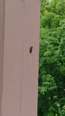 Graptopsaltria nigrofuscata